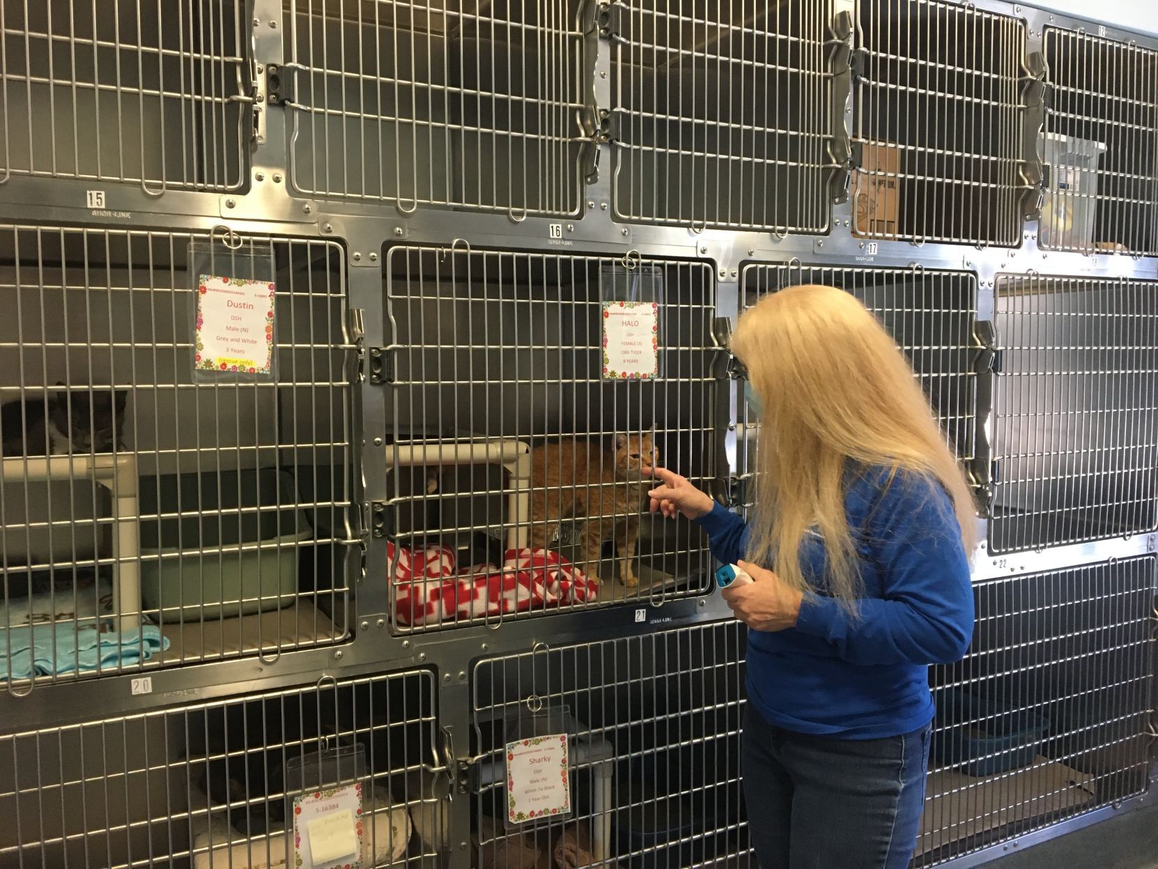 shelter dogs (1).jpg